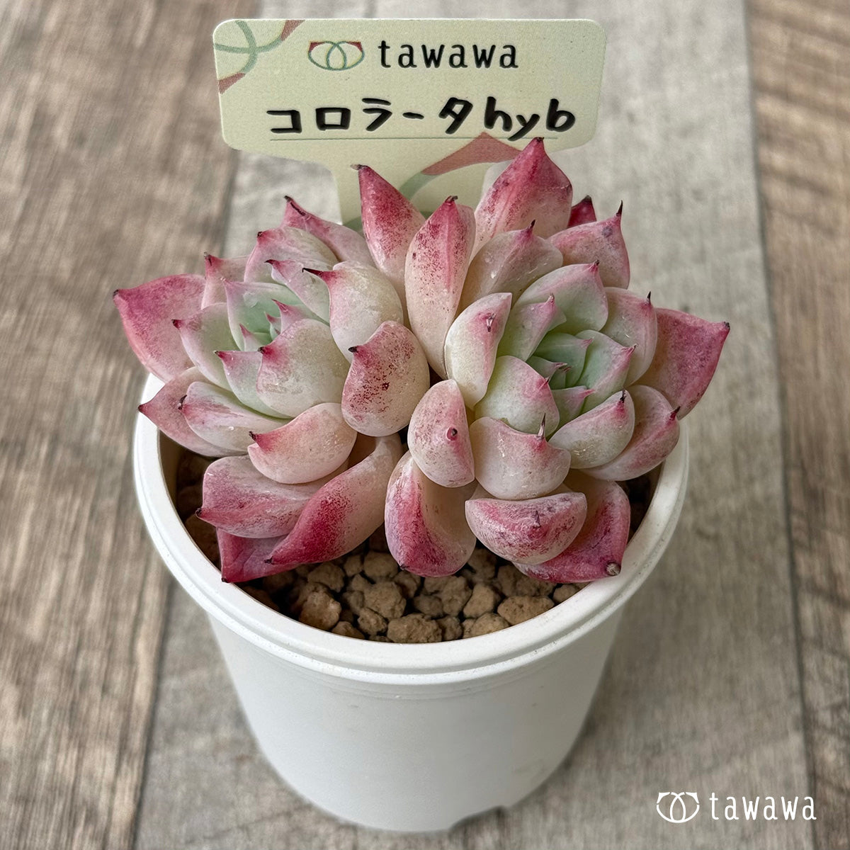 コロラータhyb（花村農園苗）