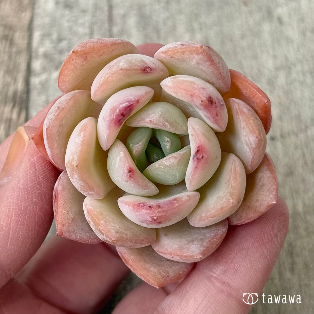 Vivas (Hanamura Farm Seedlings)