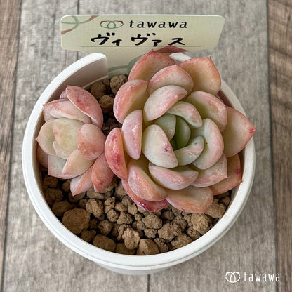 ヴィヴァス（花村農園苗）