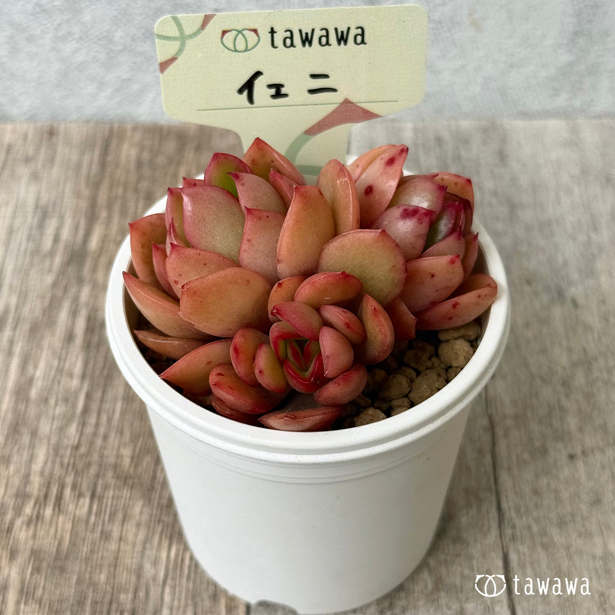 【4/22発売】イェニ（花村農園苗）