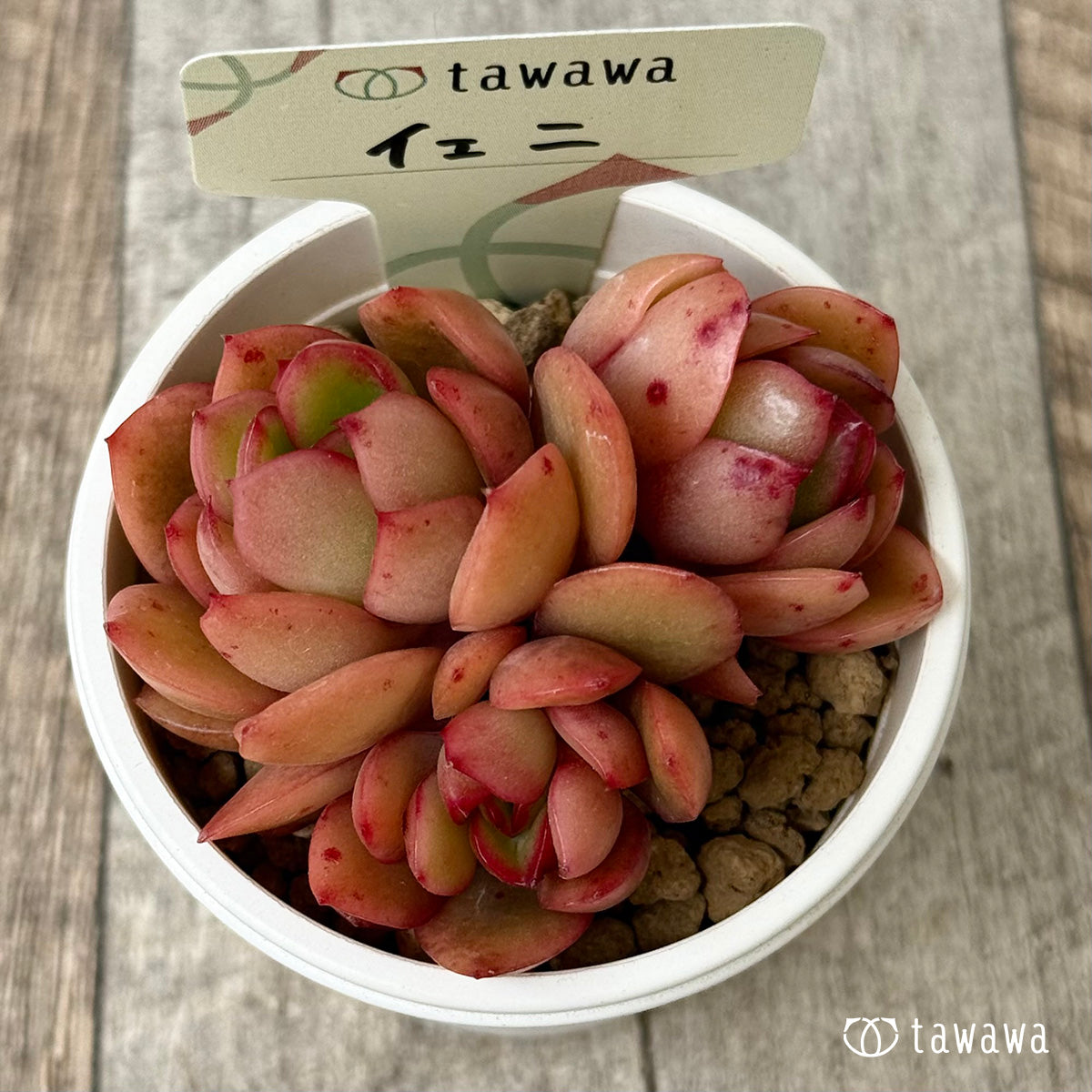 【4/22発売】イェニ（花村農園苗）