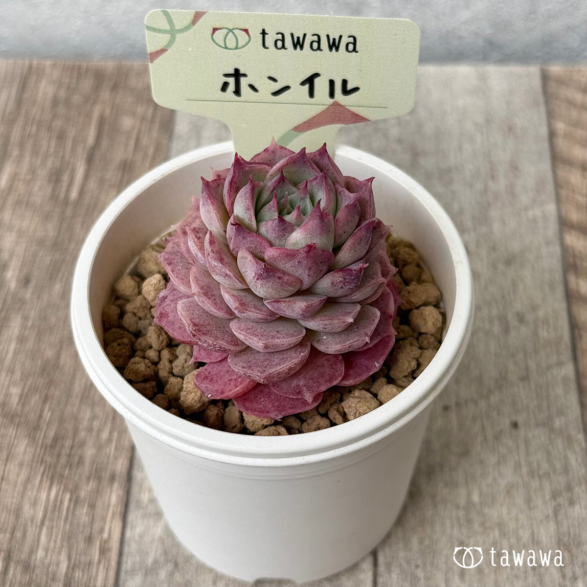 【4/22発売】ホンイル　（花村農園苗）