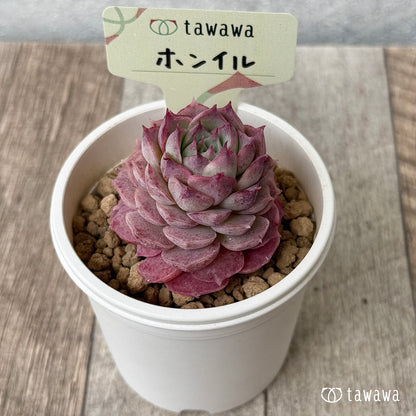 【4/22発売】ホンイル　（花村農園苗）