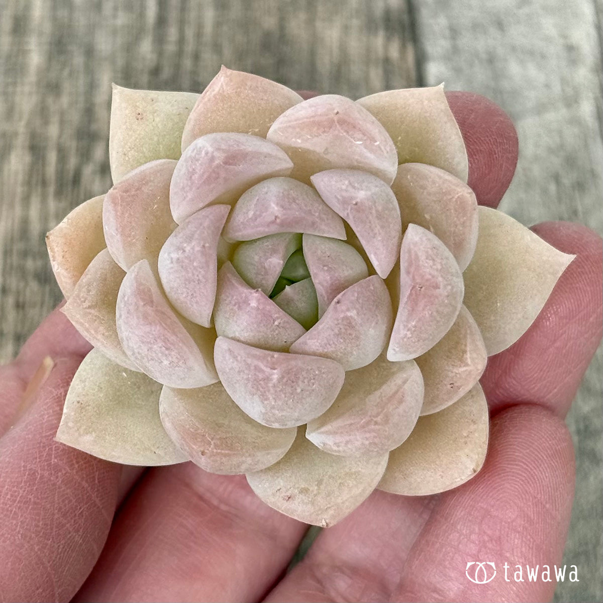 モブ（花村農園苗）