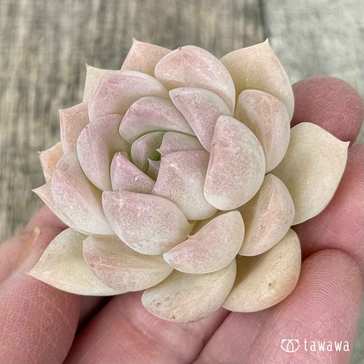 モブ（花村農園苗）