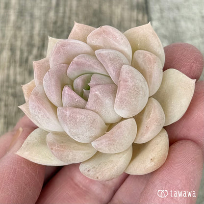 モブ（花村農園苗）