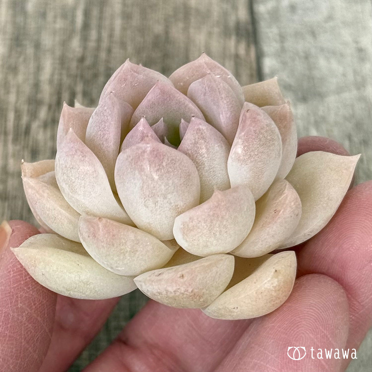 モブ（花村農園苗）