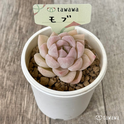 モブ（花村農園苗）