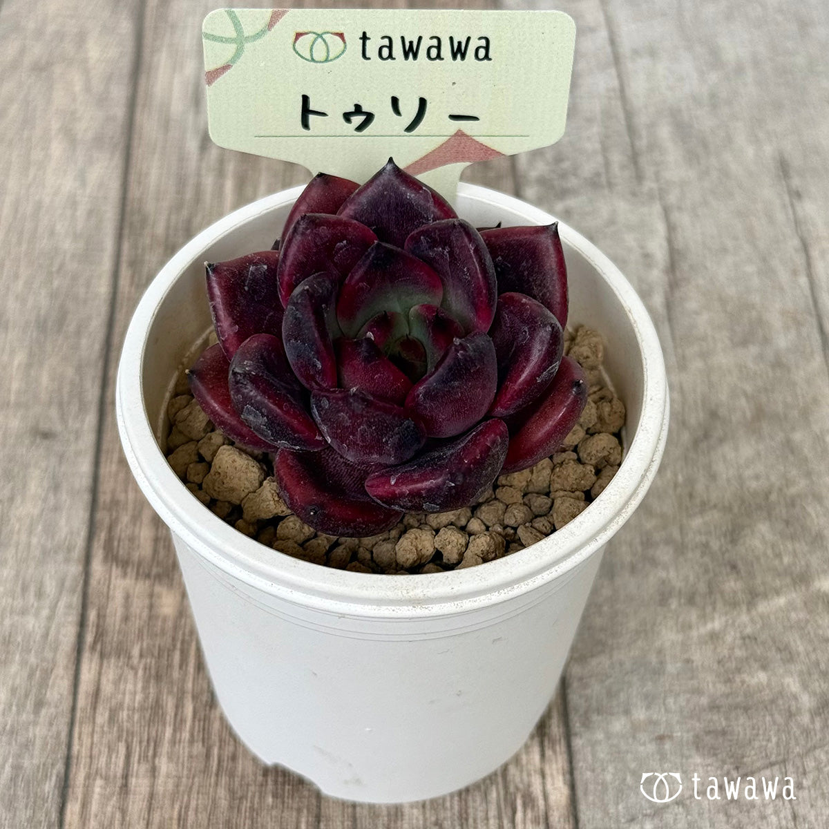 トゥリー（花村農園苗）