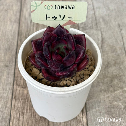 トゥリー（花村農園苗）