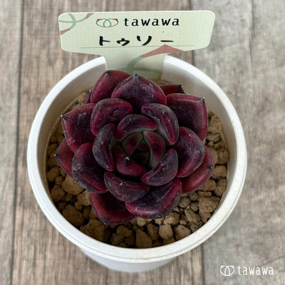 トゥリー（花村農園苗）