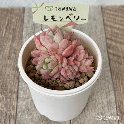 レモンベリー（花村農園苗）