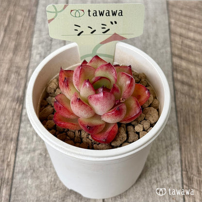 シンジ（花村農園苗）