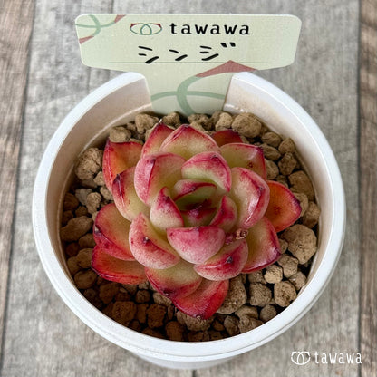 シンジ（花村農園苗）