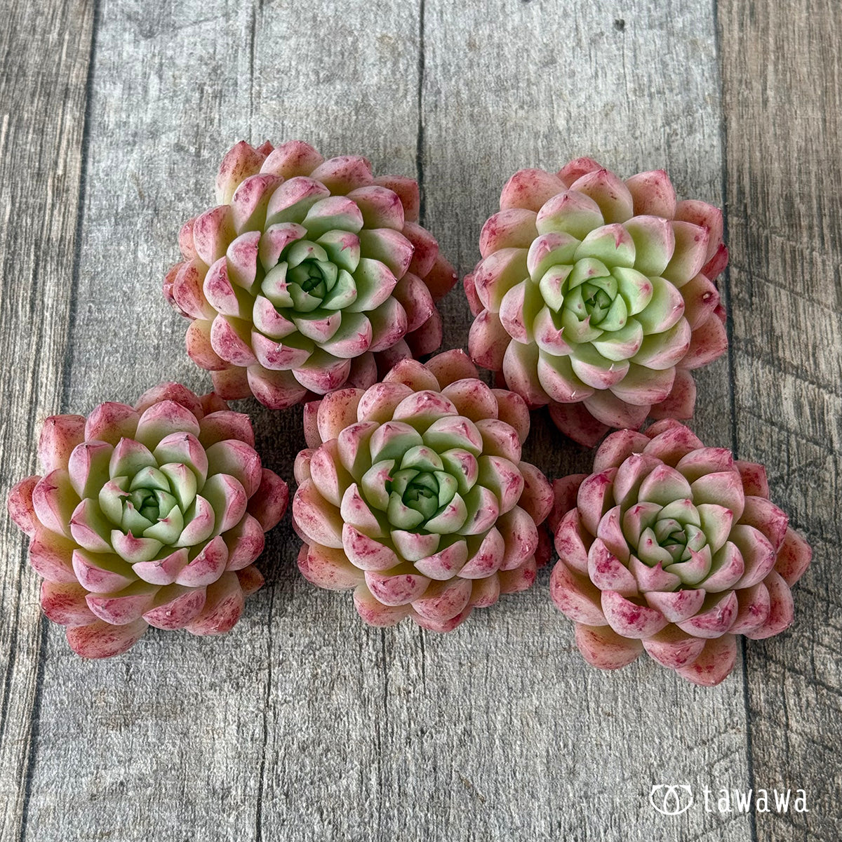 新入荷②＊ パンパン（花村農園苗） – 多肉植物の通販・販売サイト tawawa