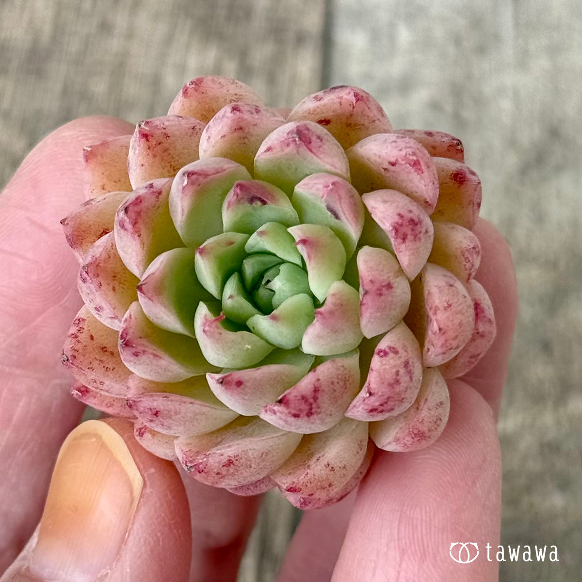 新入荷②＊ パンパン（花村農園苗） – 多肉植物の通販・販売サイト tawawa