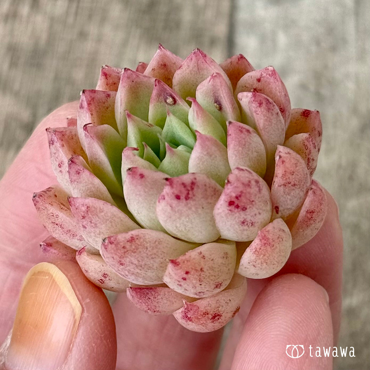 4/22発売】パンパン（花村農園苗） – 多肉植物の通販・販売サイト tawawa