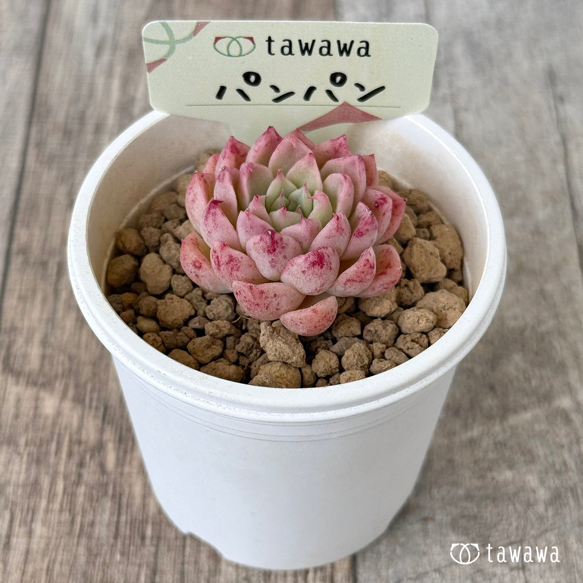 【4/22発売】パンパン（花村農園苗）