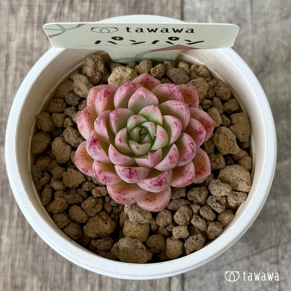 4/22発売】パンパン（花村農園苗） – 多肉植物の通販・販売サイト tawawa