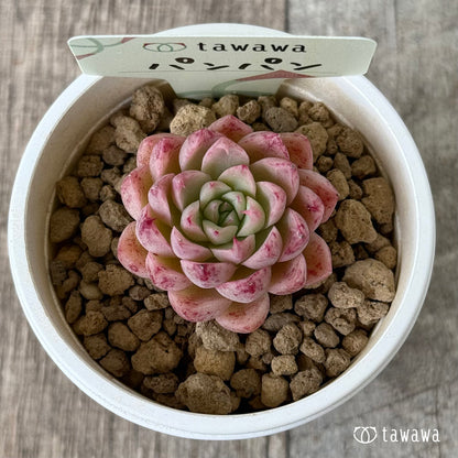 【4/22発売】パンパン（花村農園苗）