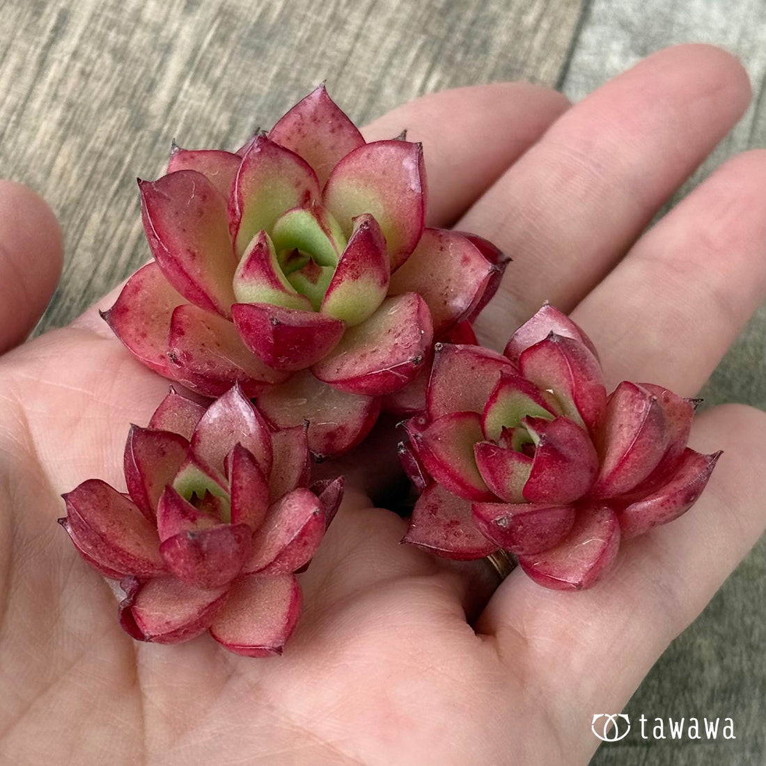 ドットペア（花村農園苗）