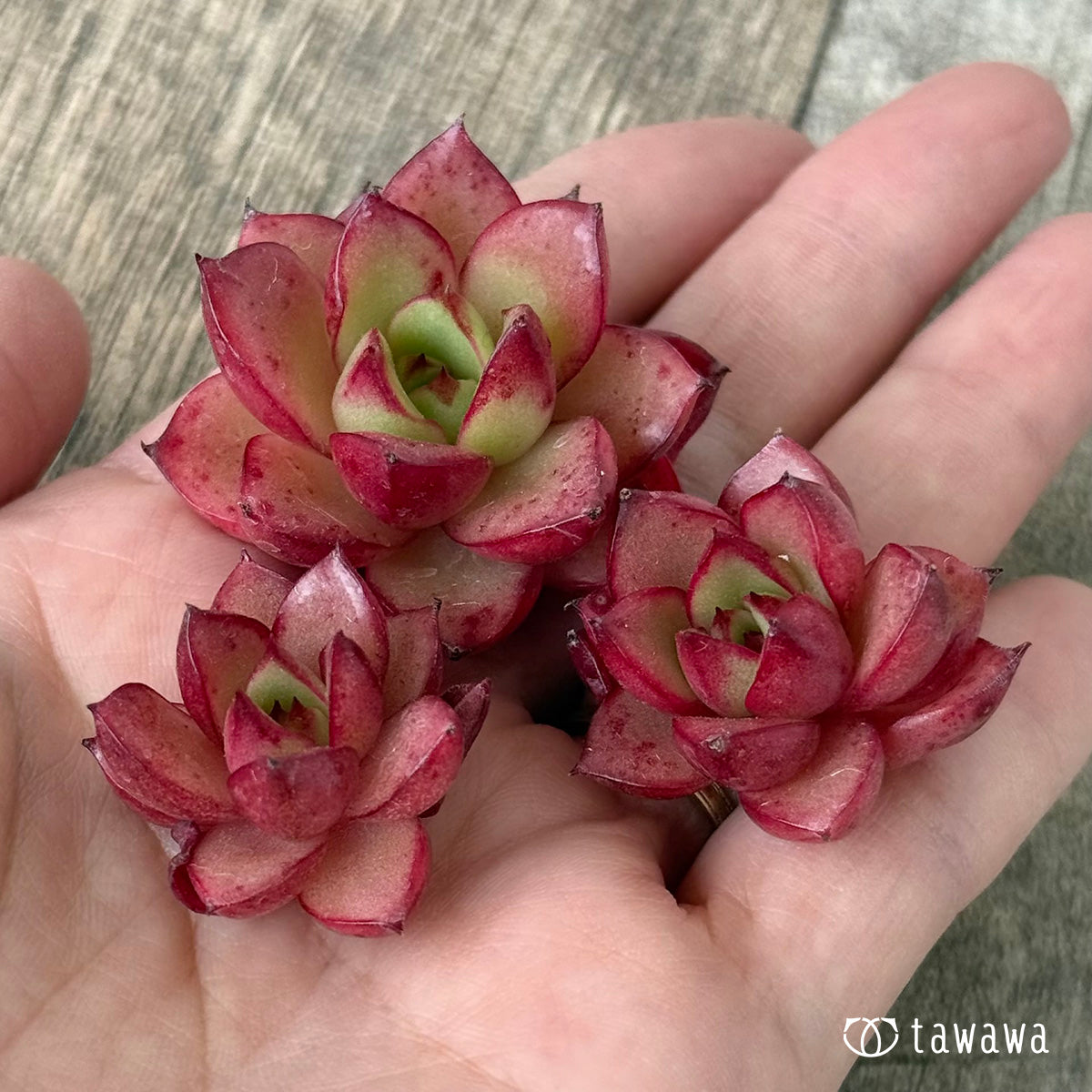ドットペア（花村農園苗）