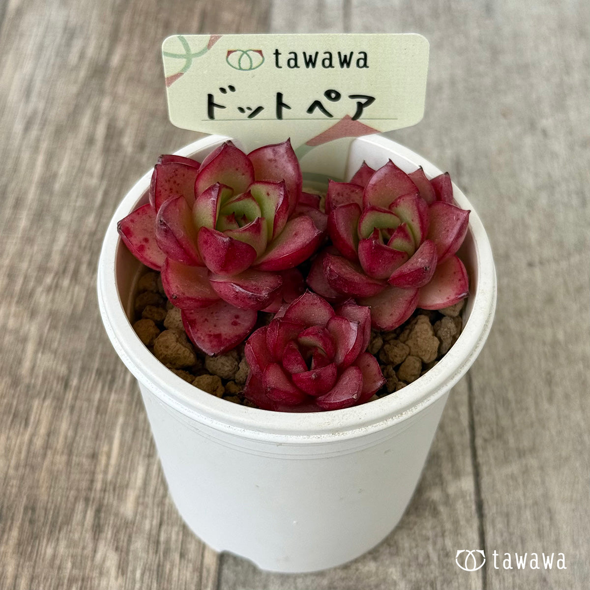 ドットペア（花村農園苗）