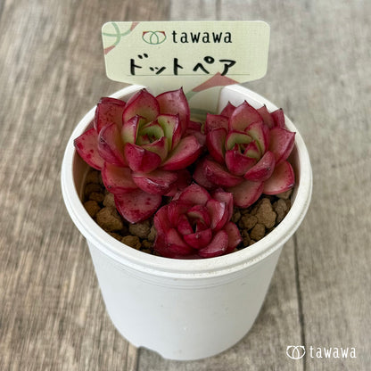 ドットペア（花村農園苗）