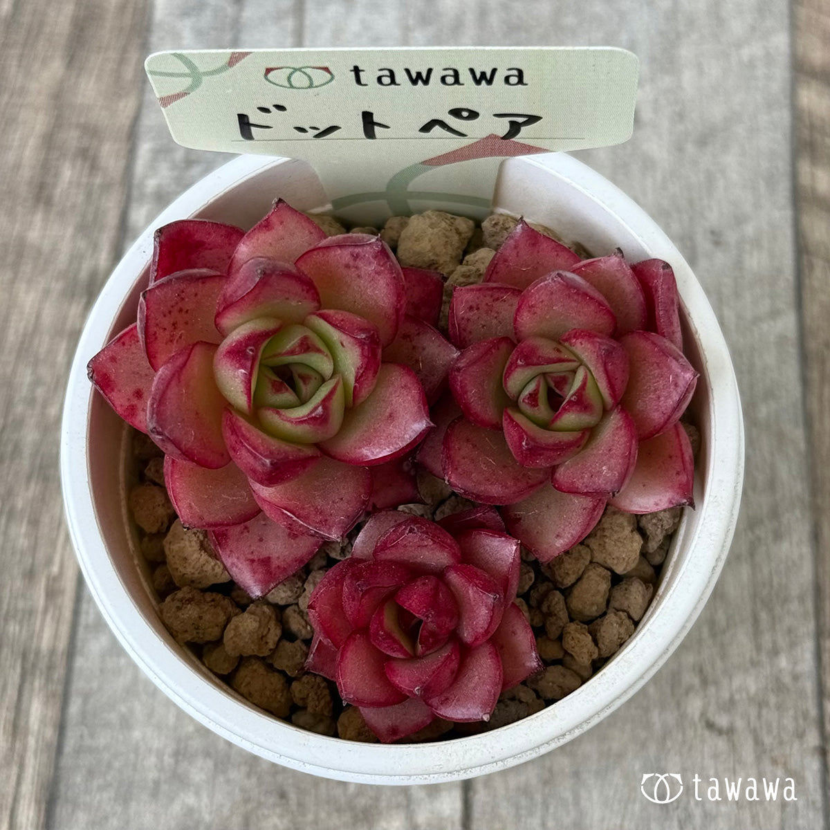 ドットペア（花村農園苗）