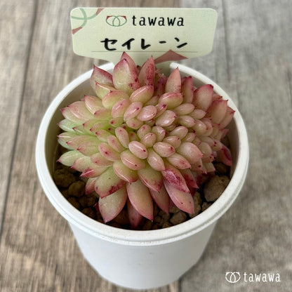 セイレーン【綴化】（花村農園苗）