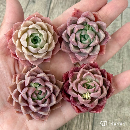 エナメル（花村農園苗）