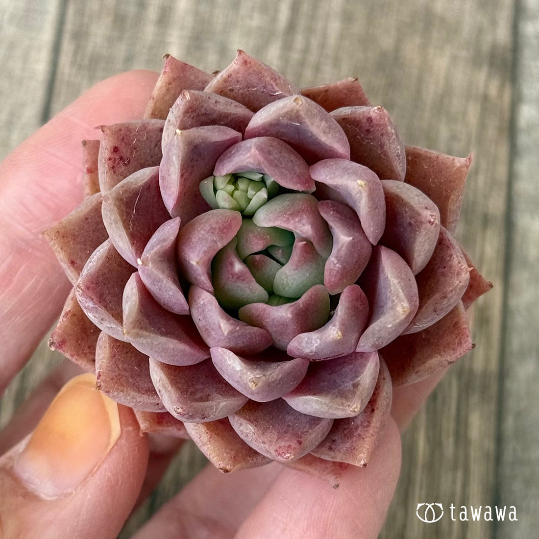 Enamel (Hanamura Farm Seedlings)