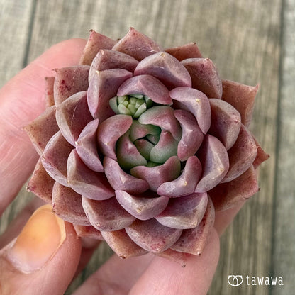 エナメル（花村農園苗）