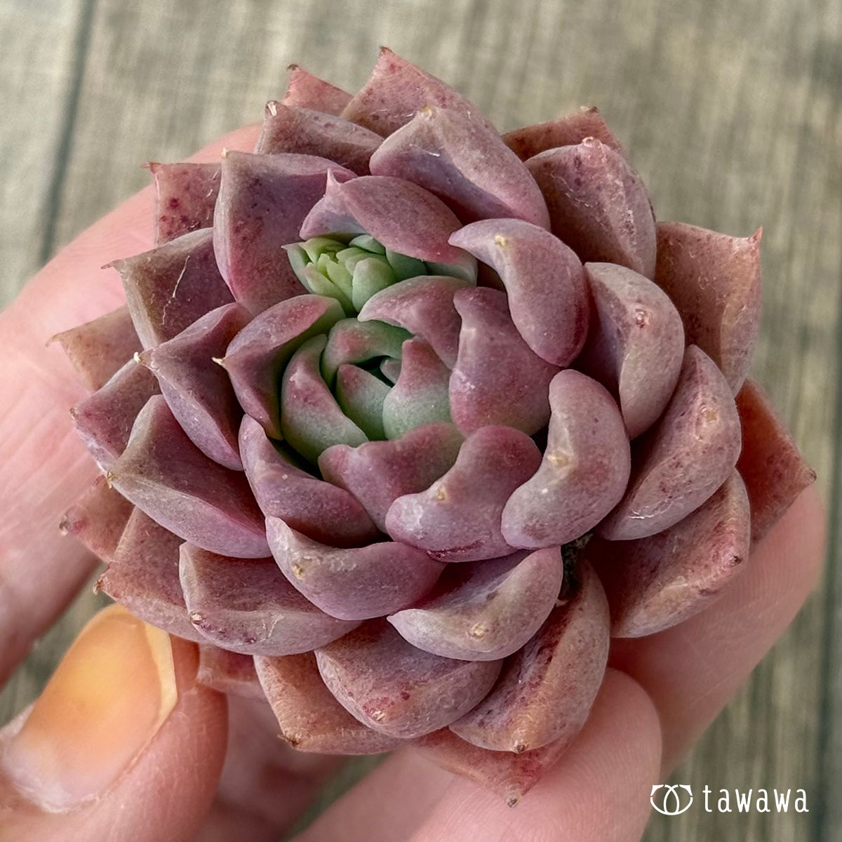 エナメル（花村農園苗）