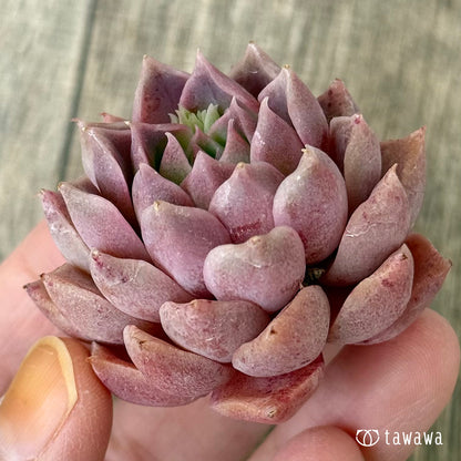 エナメル（花村農園苗）