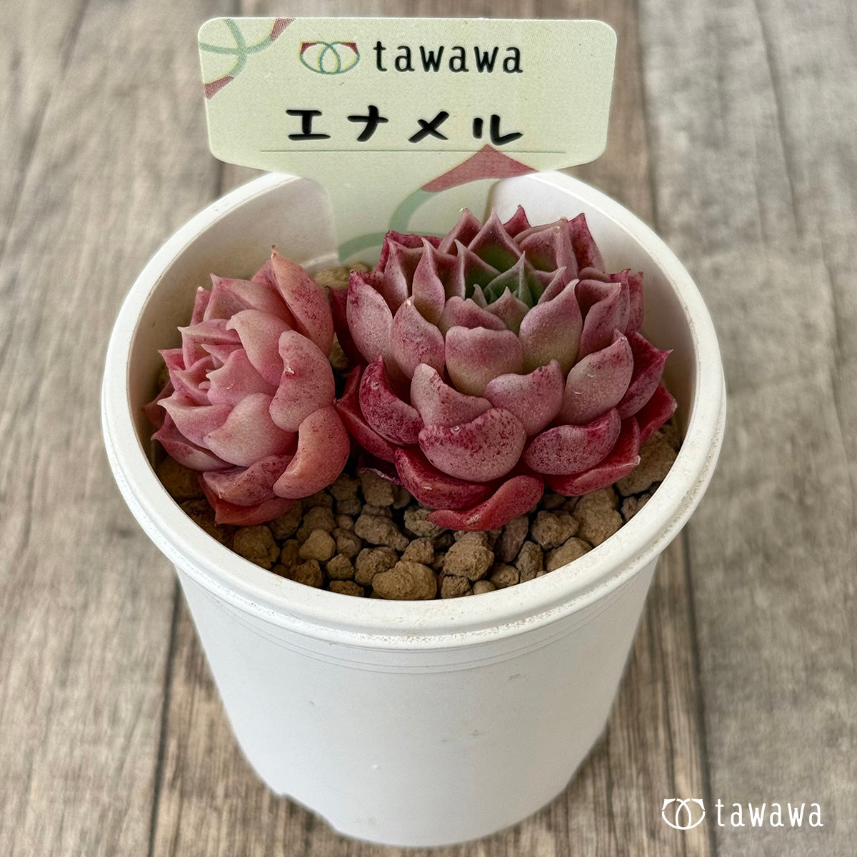 エナメル（花村農園苗）