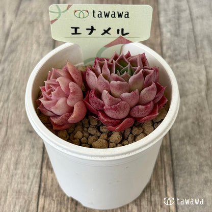 エナメル（花村農園苗）