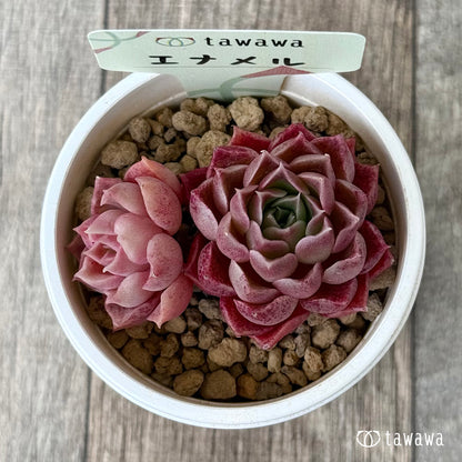 エナメル（花村農園苗）