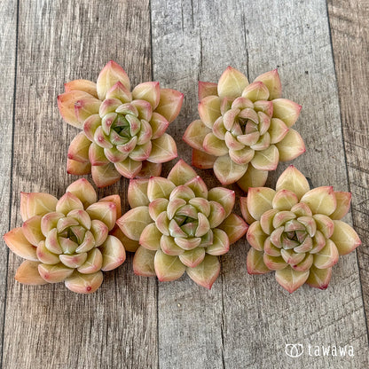 ファビアン（花村農園苗）