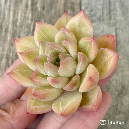 ファビアン（花村農園苗）