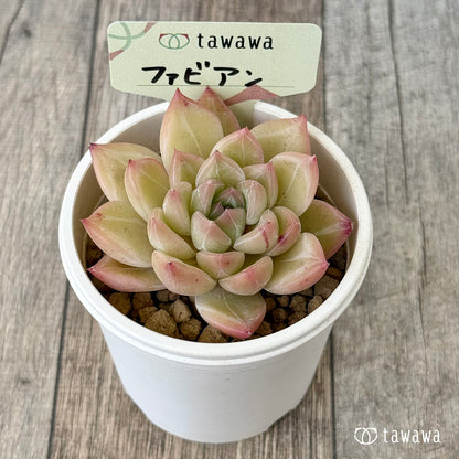 ファビアン（花村農園苗）