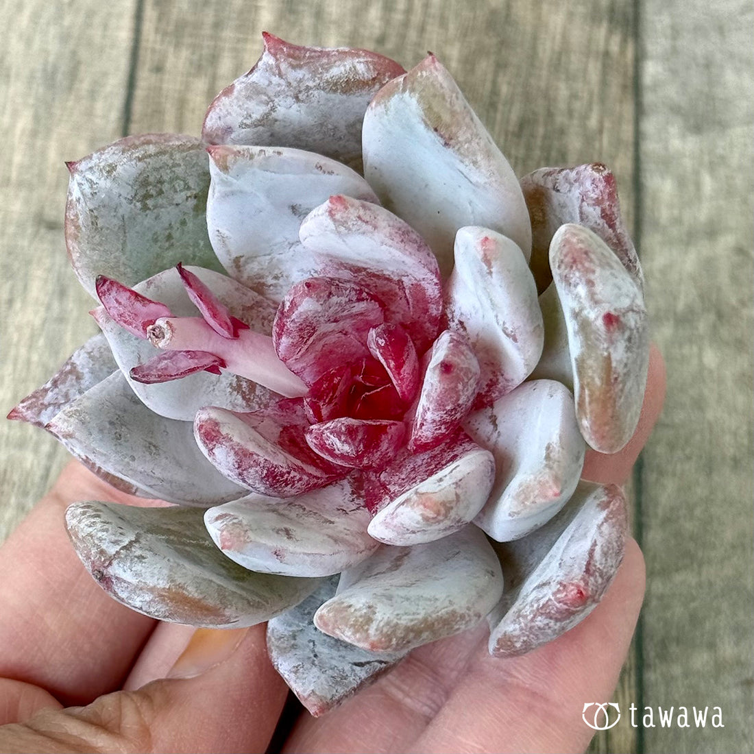 トロムソ（花村農園苗）