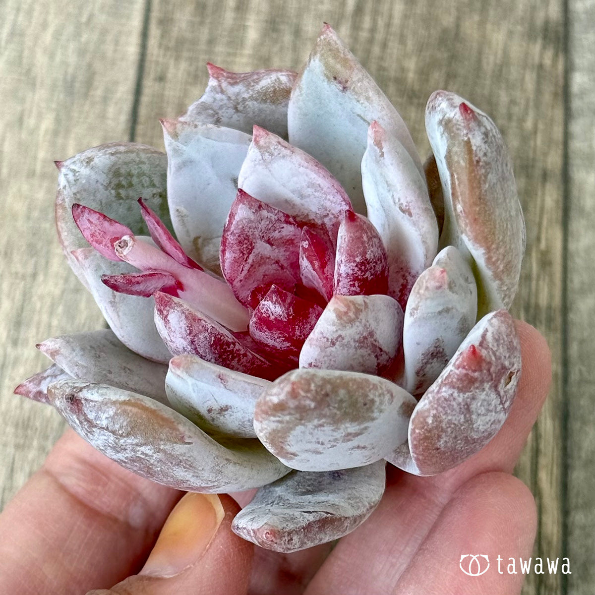 トロムソ（花村農園苗）