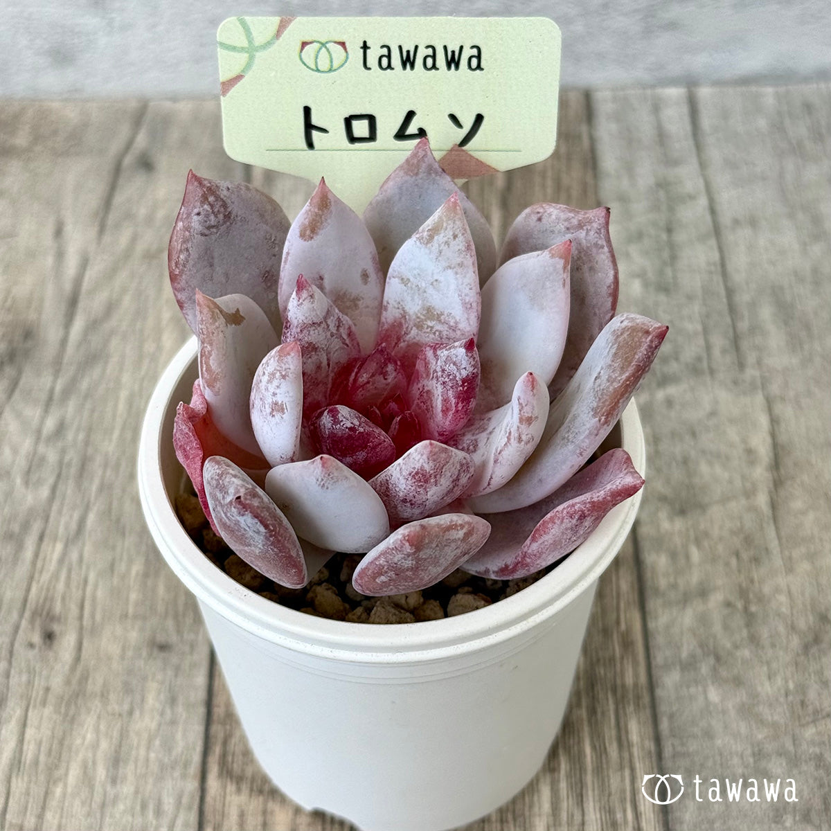 トロムソ（花村農園苗）