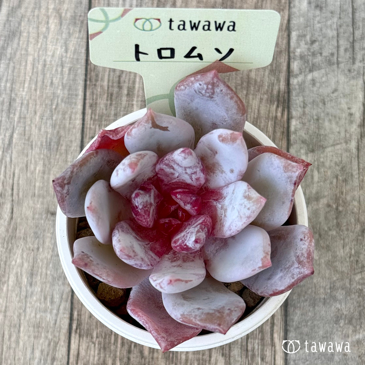 トロムソ（花村農園苗）