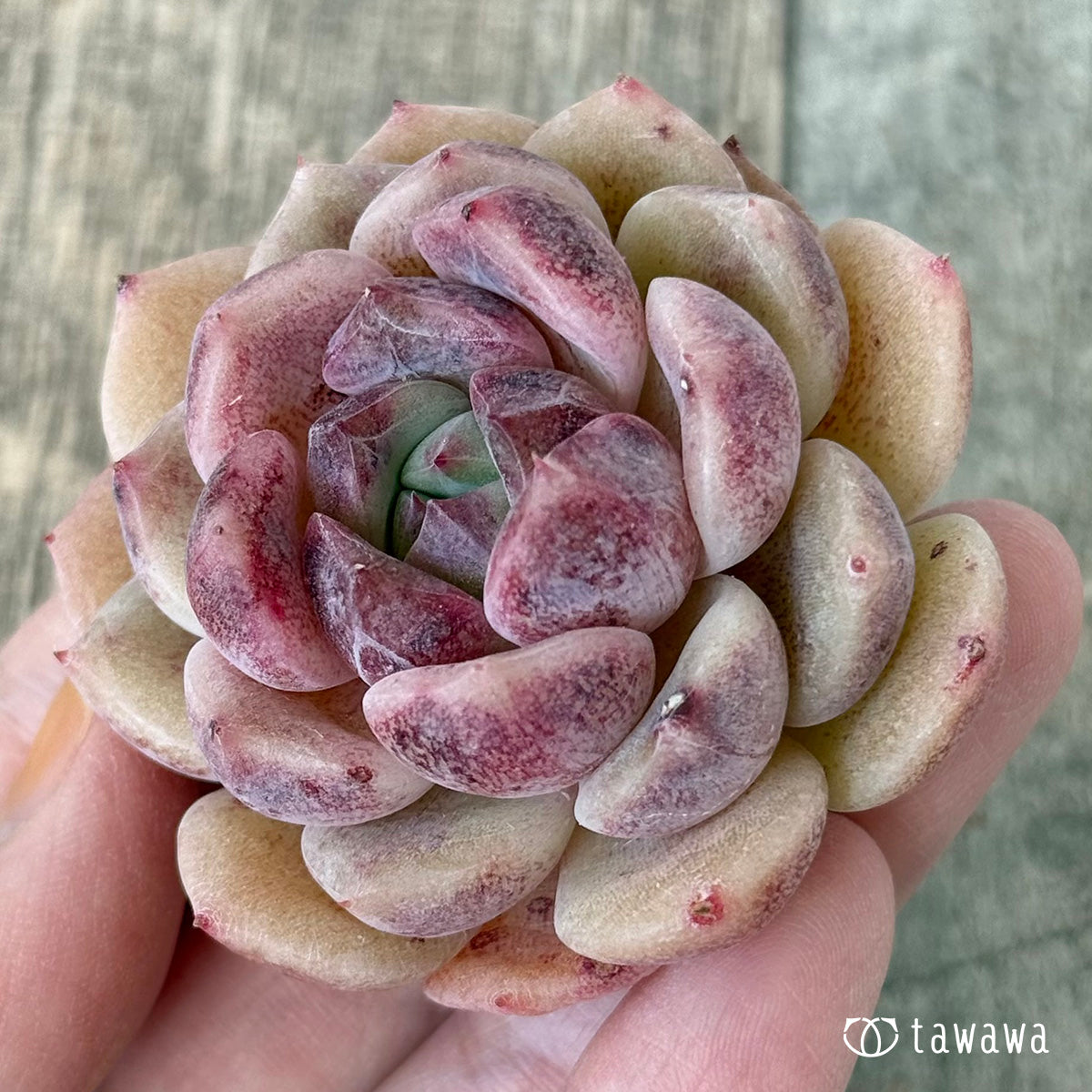 シンディ（花村農園苗）