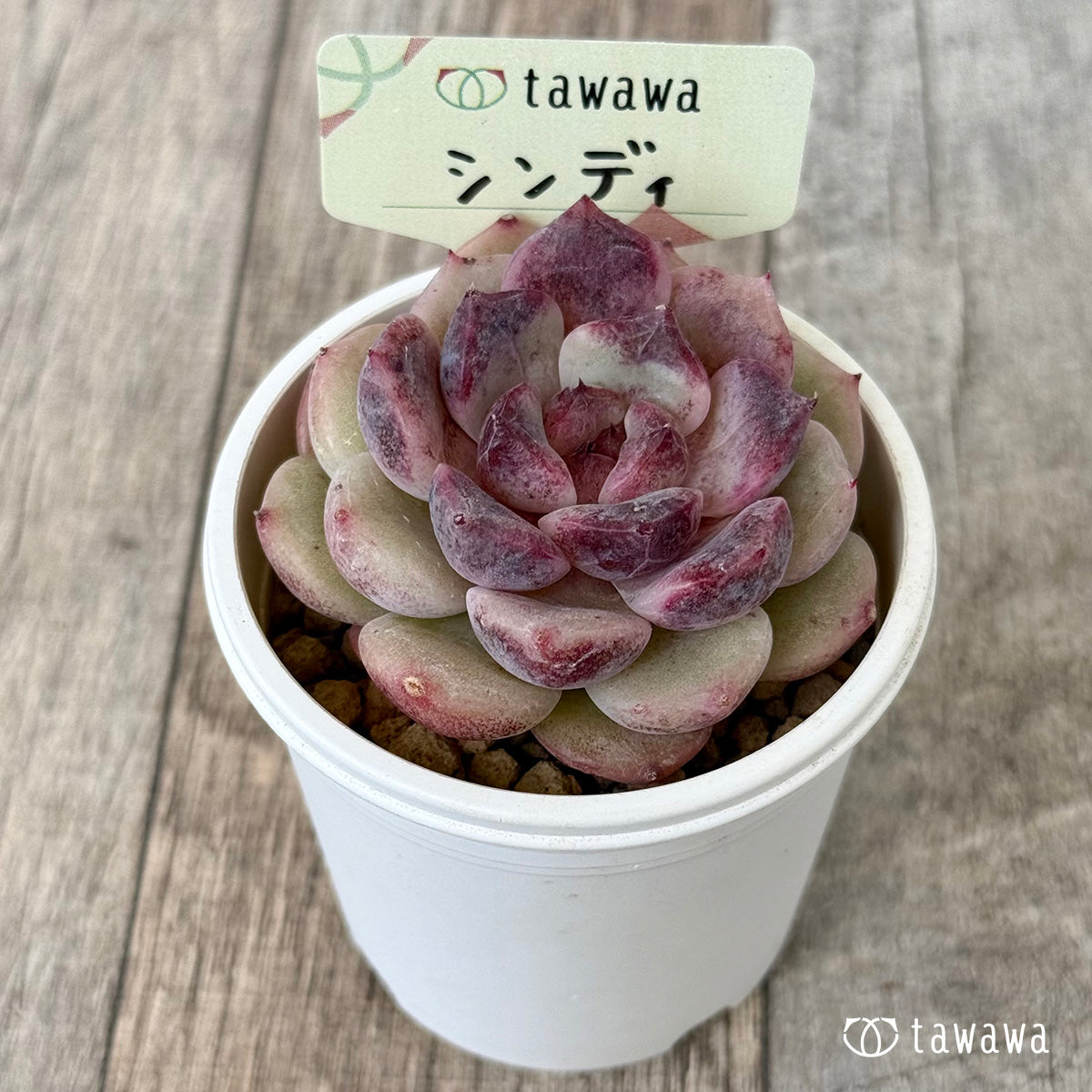 シンディ（花村農園苗）