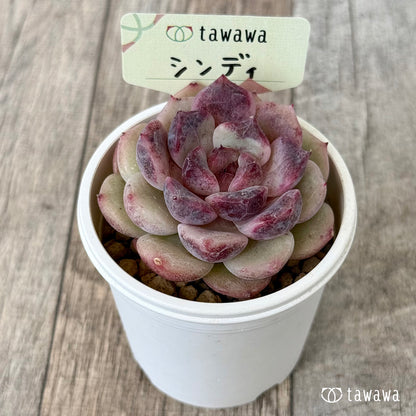 シンディ（花村農園苗）