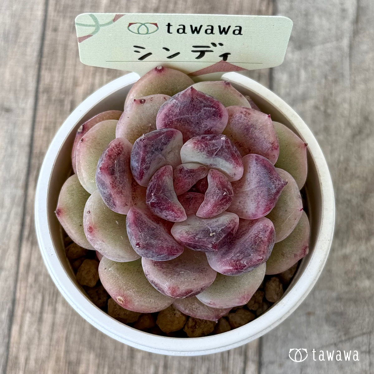 シンディ（花村農園苗）