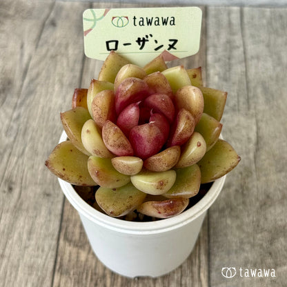 ローザンヌ（花村農園苗）